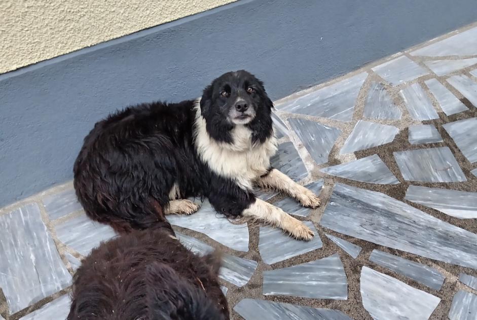 Avviso Ritrovamento Cane Non conosciuta Dournazac Francia