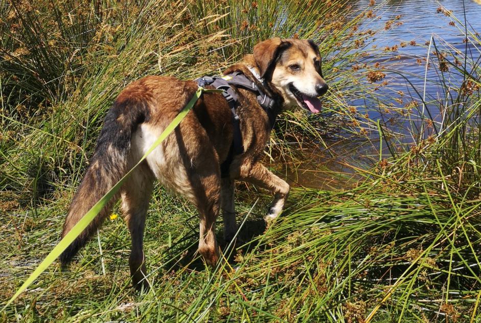Verdwijningsalarm Hond rassenvermenging Vrouwtje , 13 jaar Dompierre-les-Églises Frankrijk Verdwijningsalarm Hond rassenvermenging Vrouwtje , 13 jaar Dompierre-les-Églises Frankrijk
