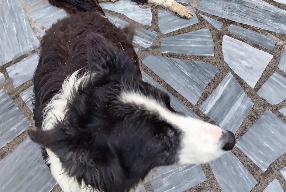 Alerta descoberta Cão Desconhecido Dournazac France